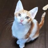 2022年8月27日君津店に参加する富津ねこネットの保護猫082707