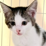 2022年8月27日君津店に参加する富津ねこネットの保護猫082708