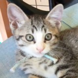 2022年8月27日君津店に参加する富津ねこネットの保護猫082711