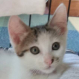 2022年8月27日君津店に参加する富津ねこネットの保護猫082712