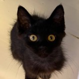 2022年8月27日君津店に参加する富津ねこネットの保護猫082714