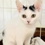 2022年8月27日君津店に参加する富津ねこネットの保護猫082715