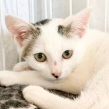 2022年8月27日君津店に参加する富津ねこネットの保護猫082716