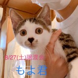 2022年8月27日君津店に参加する富津ねこネットの保護猫082717