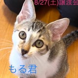 2022年8月27日君津店に参加する富津ねこネットの保護猫082719