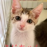2022年8月27日君津店に参加する富津ねこネットの保護猫082720