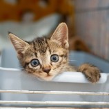 rescue-cat_higashioomiya082101