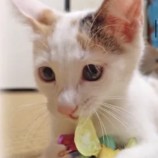2022年8月7日君津店に参加する猫レンジャーの保護猫080709