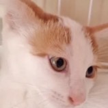 2022年8月7日君津店に参加する猫レンジャーの保護猫080714