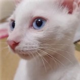 2022年8月7日君津店に参加する猫レンジャーの保護猫080722