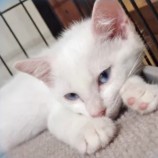 2022年8月7日君津店に参加する猫レンジャーの保護猫080723