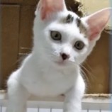 2022年8月7日君津店に参加する猫レンジャーの保護猫080724
