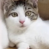 2022年8月7日君津店に参加する猫レンジャーの保護猫080725