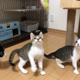 2022年8月7日君津店に参加する猫レンジャーの保護猫080730