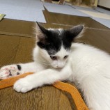rescue-cat_kimitsu082104