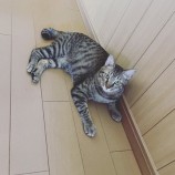 rescue-cat_kimitsu082128