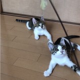 rescue-cat_kimitsu082129