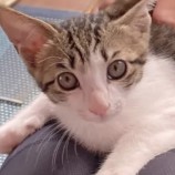 2022年9月4日瑞穂店に参加する猫レンジャーの保護猫090410