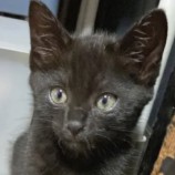 2022年9月4日瑞穂店に参加する猫レンジャーの保護猫090413