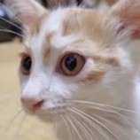 2022年9月4日瑞穂店に参加する猫レンジャーの保護猫090419