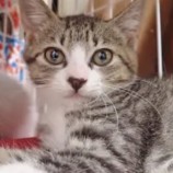 2022年9月4日瑞穂店に参加する猫レンジャーの保護猫090424
