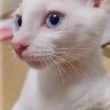 2022年9月4日瑞穂店に参加する猫レンジャーの保護猫090425
