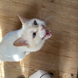 2022年9月4日瑞穂店に参加する猫レンジャーの保護猫090426
