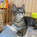 2022年8月14日新田店に参加する猫のへやの保護猫081402
