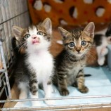 2022年8月13日幸手店に参加するHappyWildcatsの保護猫081301