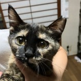 2022年9月11日荒川沖店に参加するホーリキャットの保護猫091101