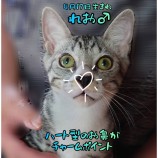2022年9月11日荒川沖店に参加するホーリキャットの保護猫091103