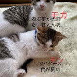 2022年9月11日荒川沖店に参加するホーリキャットの保護猫091107
