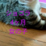 2022年9月11日荒川沖店に参加するホーリキャットの保護猫091111