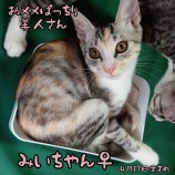 2022年9月11日荒川沖店に参加するホーリキャットの保護猫091113