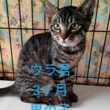 2022年9月11日荒川沖店に参加するホーリキャットの保護猫091114