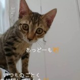 2022年9月18日荒川沖店に参加するネコスペ事務局の保護猫091809