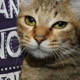 2022年9月25日ジョイフル本田荒川沖店に参加する犬猫物語の保護猫092502