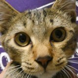 2022年9月25日ジョイフル本田荒川沖店に参加する犬猫物語の保護猫092503