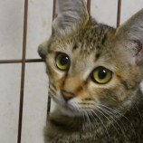 2022年9月25日ジョイフル本田荒川沖店に参加する犬猫物語の保護猫092504