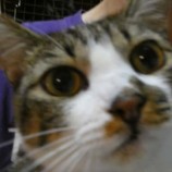 2022年9月25日ジョイフル本田荒川沖店に参加する犬猫物語の保護猫092505