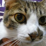 2022年9月25日ジョイフル本田荒川沖店に参加する犬猫物語の保護猫092506