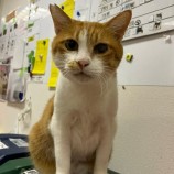 2022年9月25日ジョイフル本田千葉店に参加するねこけん千葉支部の保護猫092510