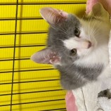 2022年9月18日千代田店に参加するアニマルフレンドの保護猫091801