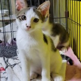 2022年9月18日千代田店に参加するアニマルフレンドの保護猫091802