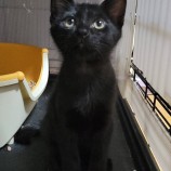 2022年9月18日千代田店に参加するアニマルフレンドの保護猫091804