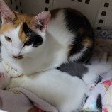 2022年9月18日千代田店に参加するアニマルフレンドの保護猫091805