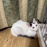 2022年9月18日千代田店に参加するアニマルフレンドの保護猫091806