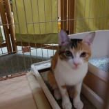 2022年9月18日東大宮店に参加するのNPO法人Happy-Wildcatsの保護猫091802