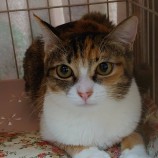 2022年9月18日東大宮店に参加するのNPO法人Happy-Wildcatsの保護猫091803