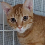 2022年9月18日東大宮店に参加するのNPO法人Happy-Wildcatsの保護猫091804